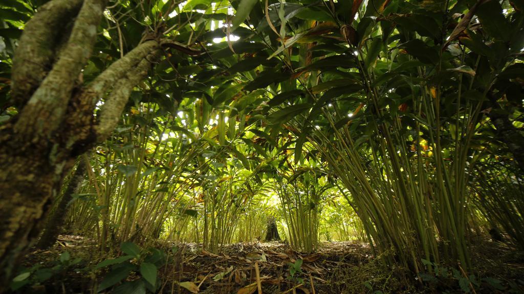 Ecotones Munnar By Eden Environs Hotel Bagian luar foto